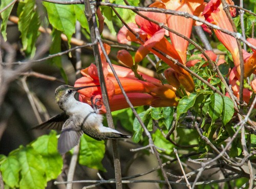 Ruby-throated Hummingbird