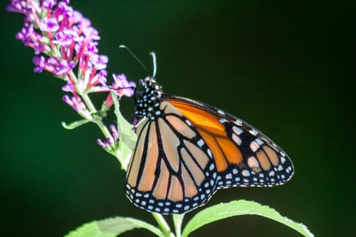 Monarch butterfly