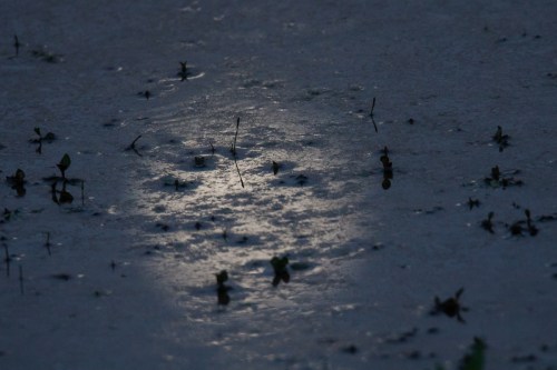 reflections of a full moon