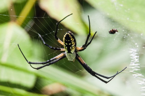 Argiope spider