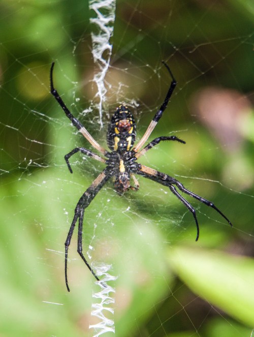 Argiope spider