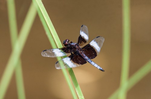 Widow Skimmer