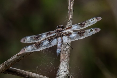 Twelve-spotted Skimmer