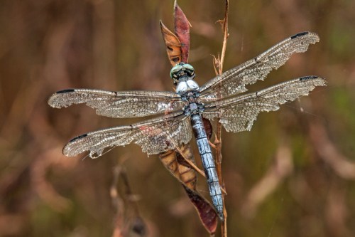 Great Blue Skimmer