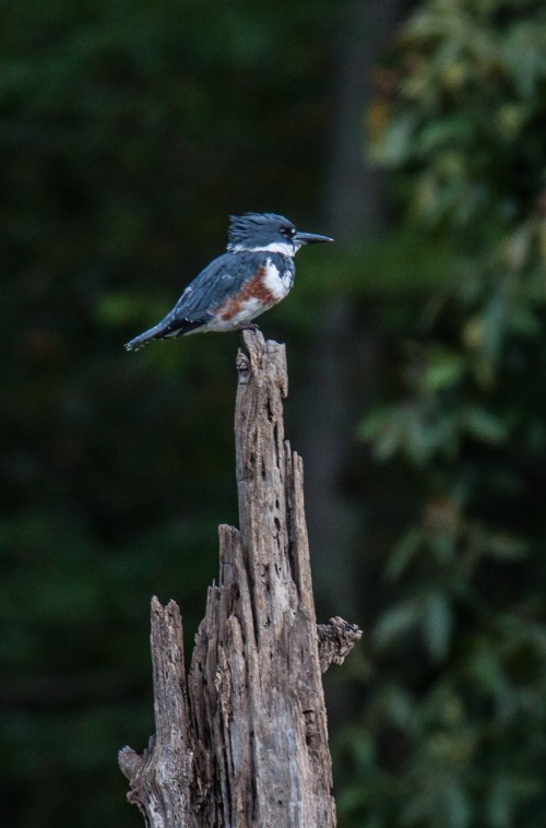 Belted Kingfisher