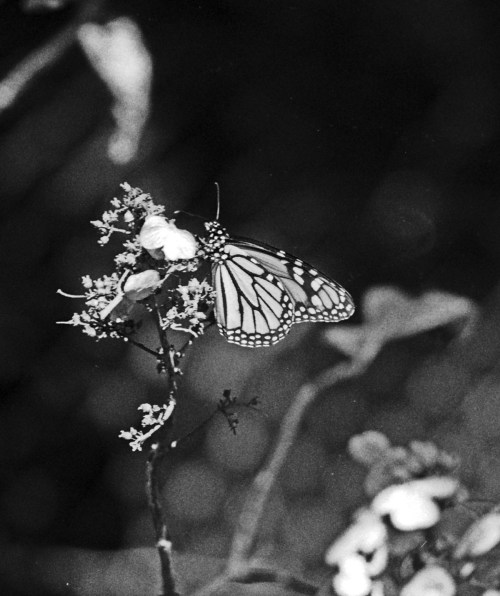 Monarch butterfly