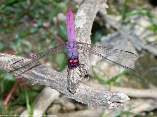 A Roseate Skimmer dragonfly (Orthemis ferruginea) spotted at Huntley Meadows Park, Fairfax County, Virginia USA. This individual is a male.