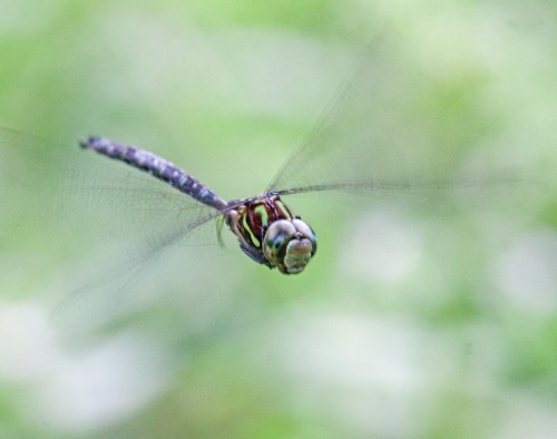 Shadow Darner