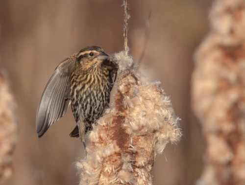 Red-winged Blackbird