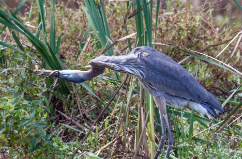Great Blue Heron