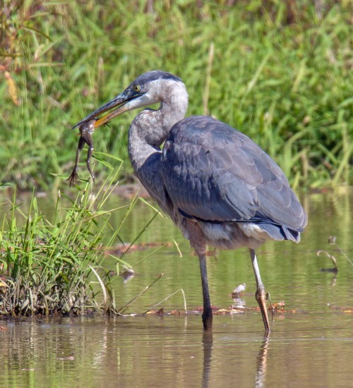 Great Blue Heron