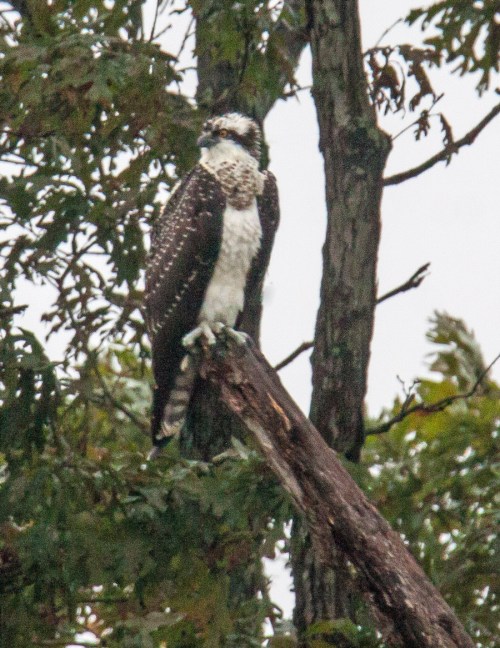 osprey