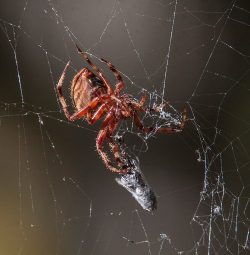 barn spider