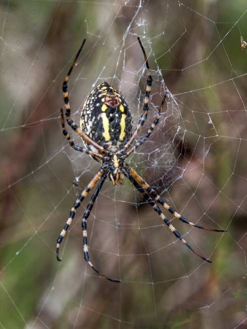 orbweaver spider