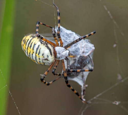 orbweaver spider