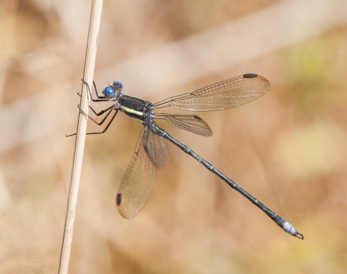 Great Spreadwing damselfly