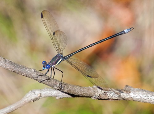 Great Spreadwing damselfly
