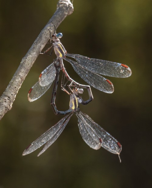 Great Spreadwing damselflies