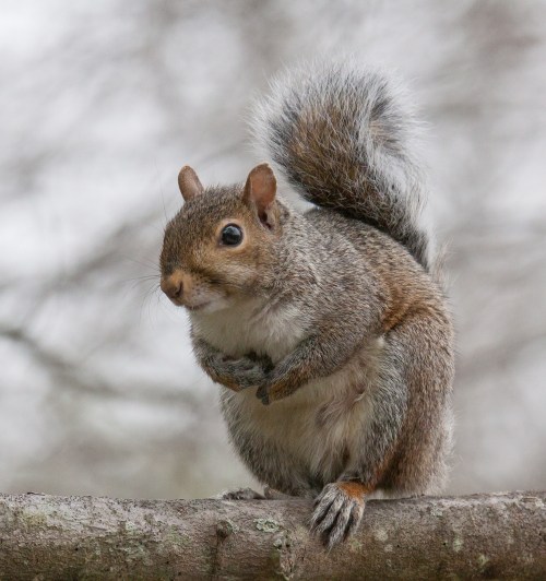 Eastern Gray Squirrel
