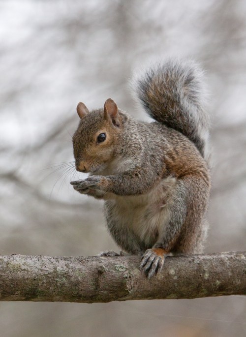 Eastern Gray Squirrel