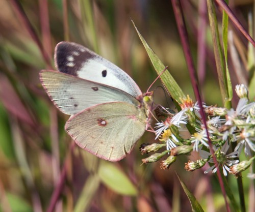 Clouded Sulphur