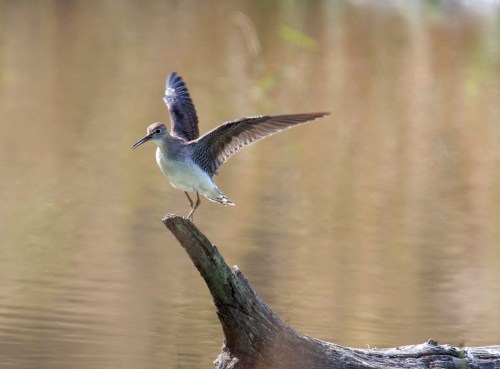 Solitary Sandpiper