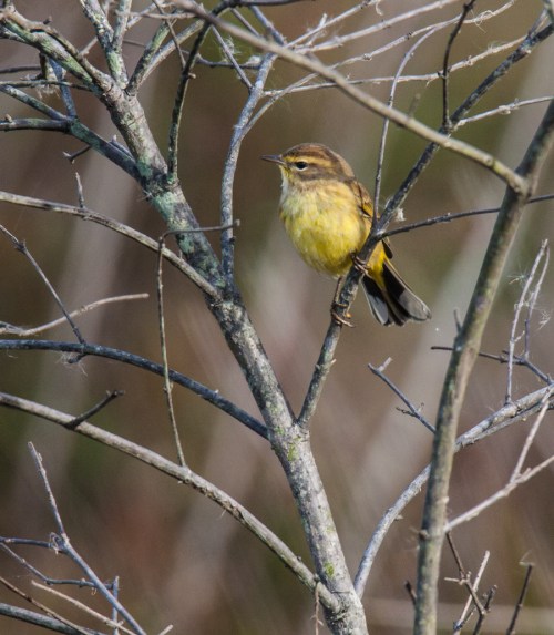 Palm Warbler