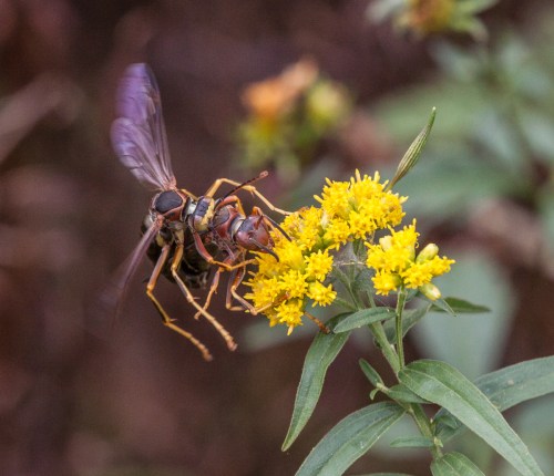 mating wasps