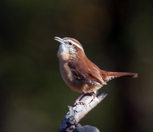 Carolina Wren