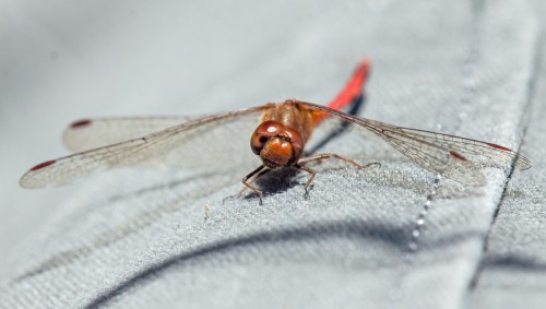 Autumn Meadowhawk