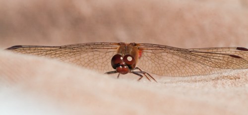 Autumn Meadowhawk