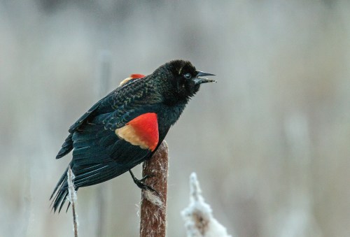 Red-winged Blackbird