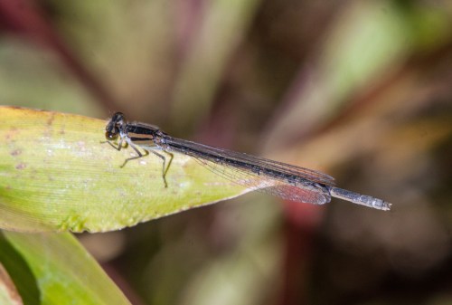 Familiar Bluet