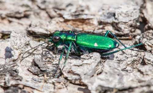 Six-spotted Tiger Beetle