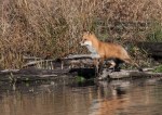 fox3_water_blog