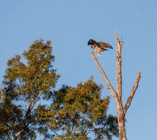 Red-shouldered Hawk