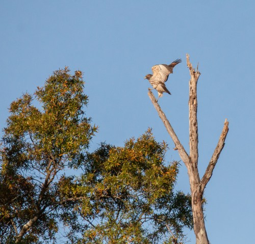 Red-shouldered Hawk