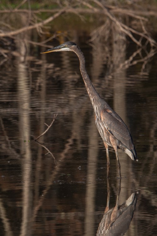 Great Blue Heron