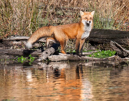 Red Fox