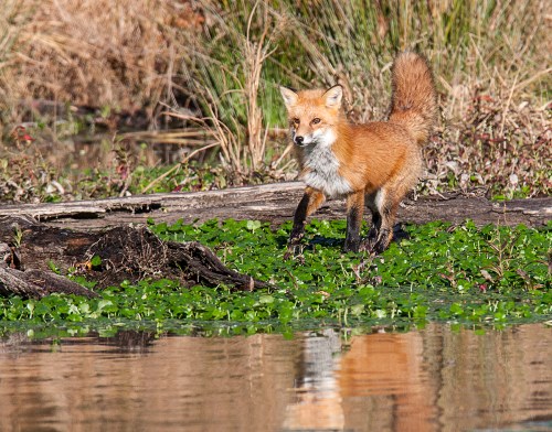 Red Fox