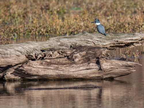 Belted Kingfisher