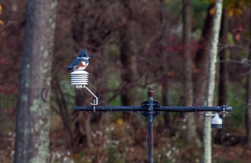 Belted Kingfisher