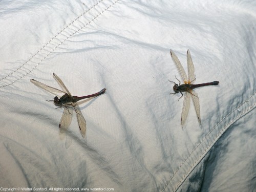 Two Autumn Meadowhawk dragonflies (Sympetrum vicinum) spotted at Huntley Meadows Park, Fairfax County, Virginia USA. These individuals are females, perching on my leg (Columbia pants).