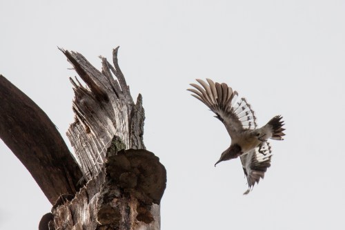 Red=headed woodpecker