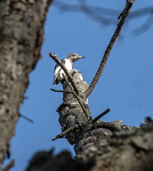 Red-headed Woodpecker