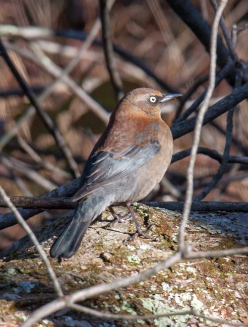Rusty Blackbird
