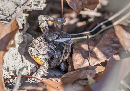 Gray Treefrog