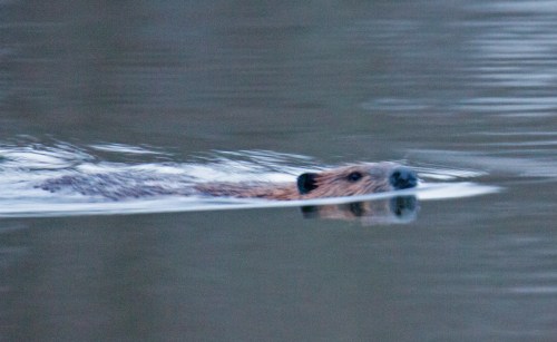 North American Beaver