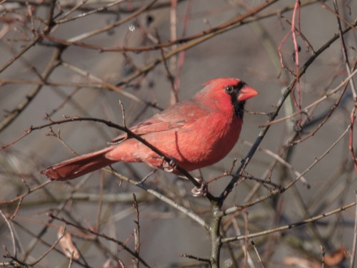 Northern Cardinal