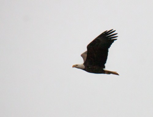 Bald Eagle